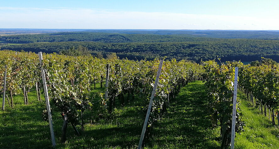 Viticulture in Eisenberg