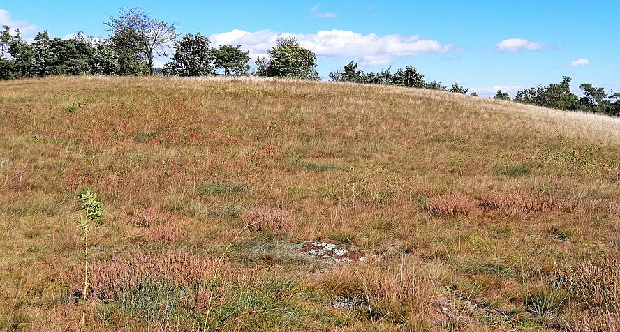 Dry grassland at Galgenberg/Rechnitz