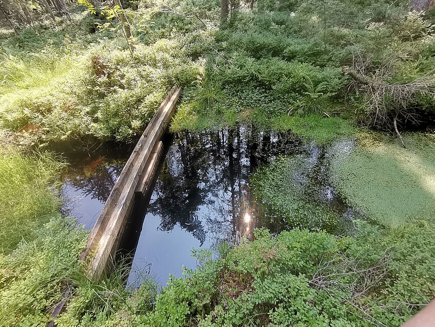 Renaturalization dam in former saltwater ditch, Langmoos, Bad Ischl, Upper Austria. (c) C. Pöll