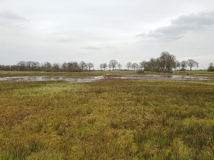 Ein überwiegend von Seggen dominiertes Moor in Drentse Aa, Holland. © Kyle Boodoo 