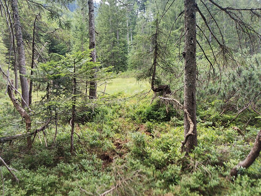 Natürliche Hochmoor-Kuppel mit Bulten und Schlenken, Rossstallmoos, Bad Ischl, Gmunden, Oberösterreich. (c) C. Pöll 