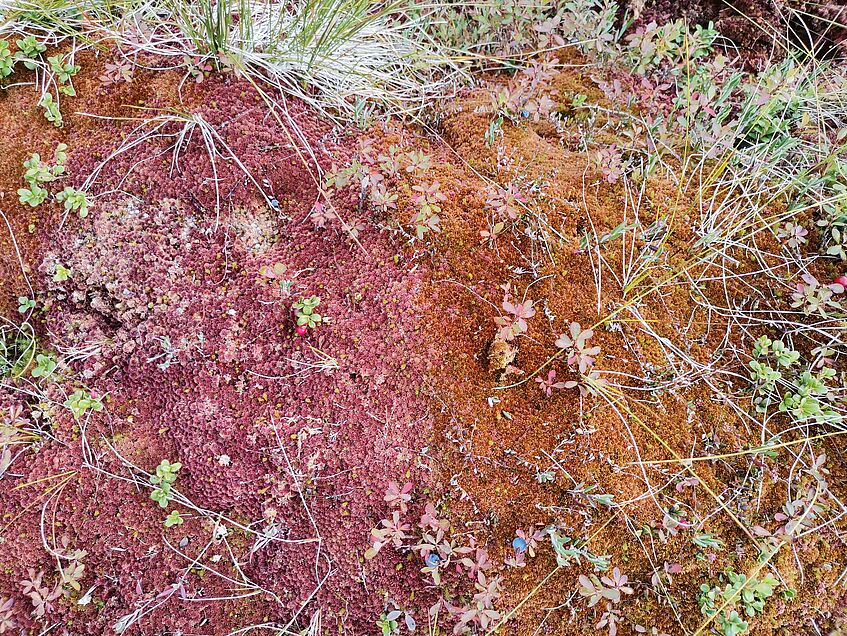 Sphagnum mosses on a hummock at renaturalized Saumoos, Tamsweg, Salzburg. (c) C. Pöll