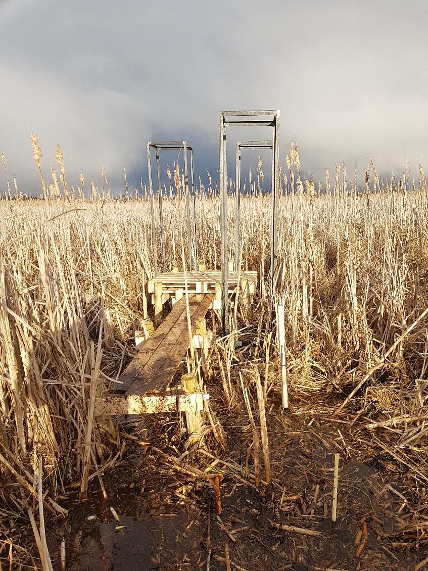 Studienstandorte mit hohem Stickstoffgehalt werden von Rohrkolben (Typha latifolia) dominiert. © Stephan Glatzel