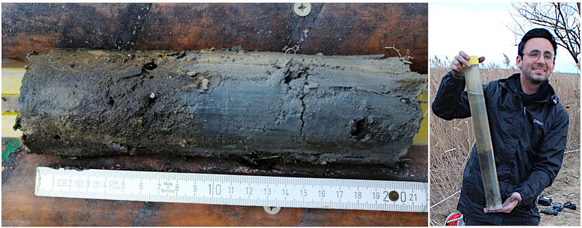 Sedimentkern aus dem Schilfgürtel