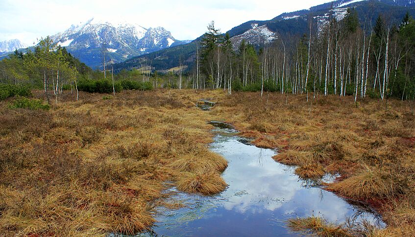 Pichlmeier Moor (c) Simon Drollinger